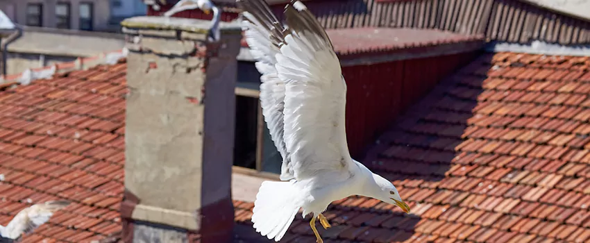 Residential Chimney Animal Removal Solution in Vineland, NJ